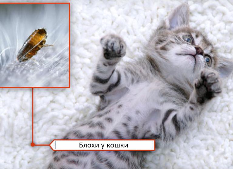 Как могут выглядеть вши и их личинки