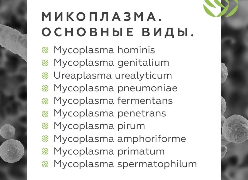 Выявление и лечение микоплазмы Хоминис у мужчин